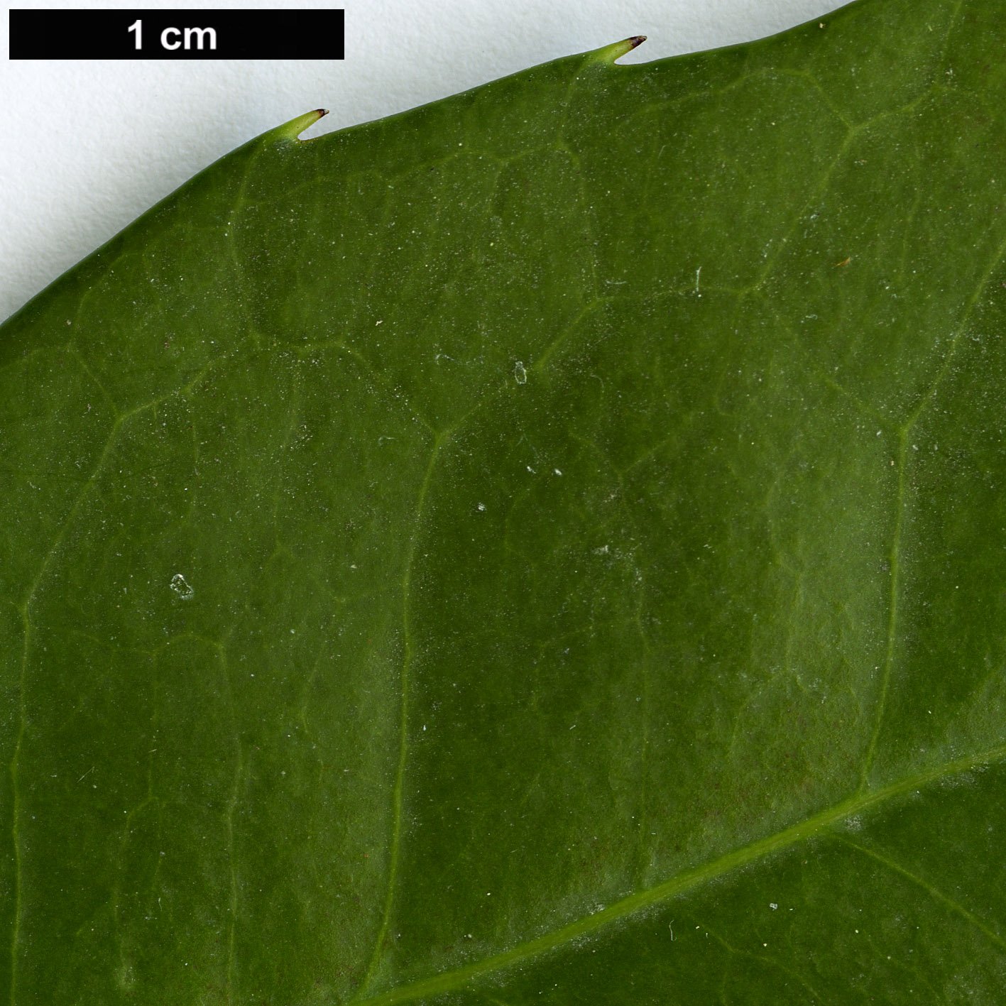 High resolution image: Family: Celastraceae - Genus: Elaeodendron - Taxon: croceum